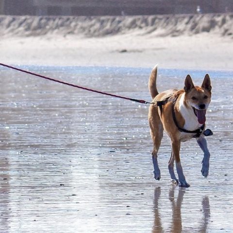 Cane al guinzaglio a spasso sotto la pioggia in strada, un'immagine del nostro vivere quotidiano tra le più diffuse.